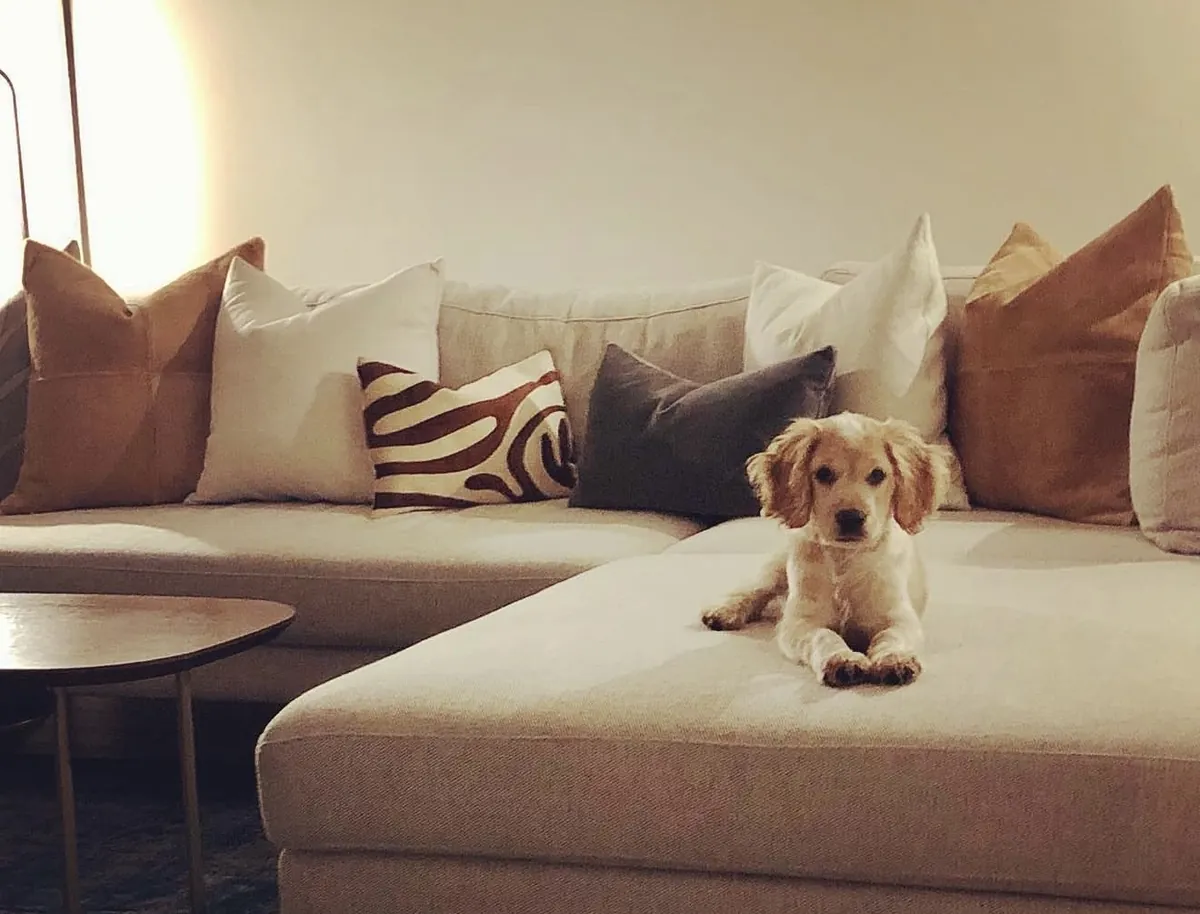 Evlat edinmek için sağlıklı Golden Retriever