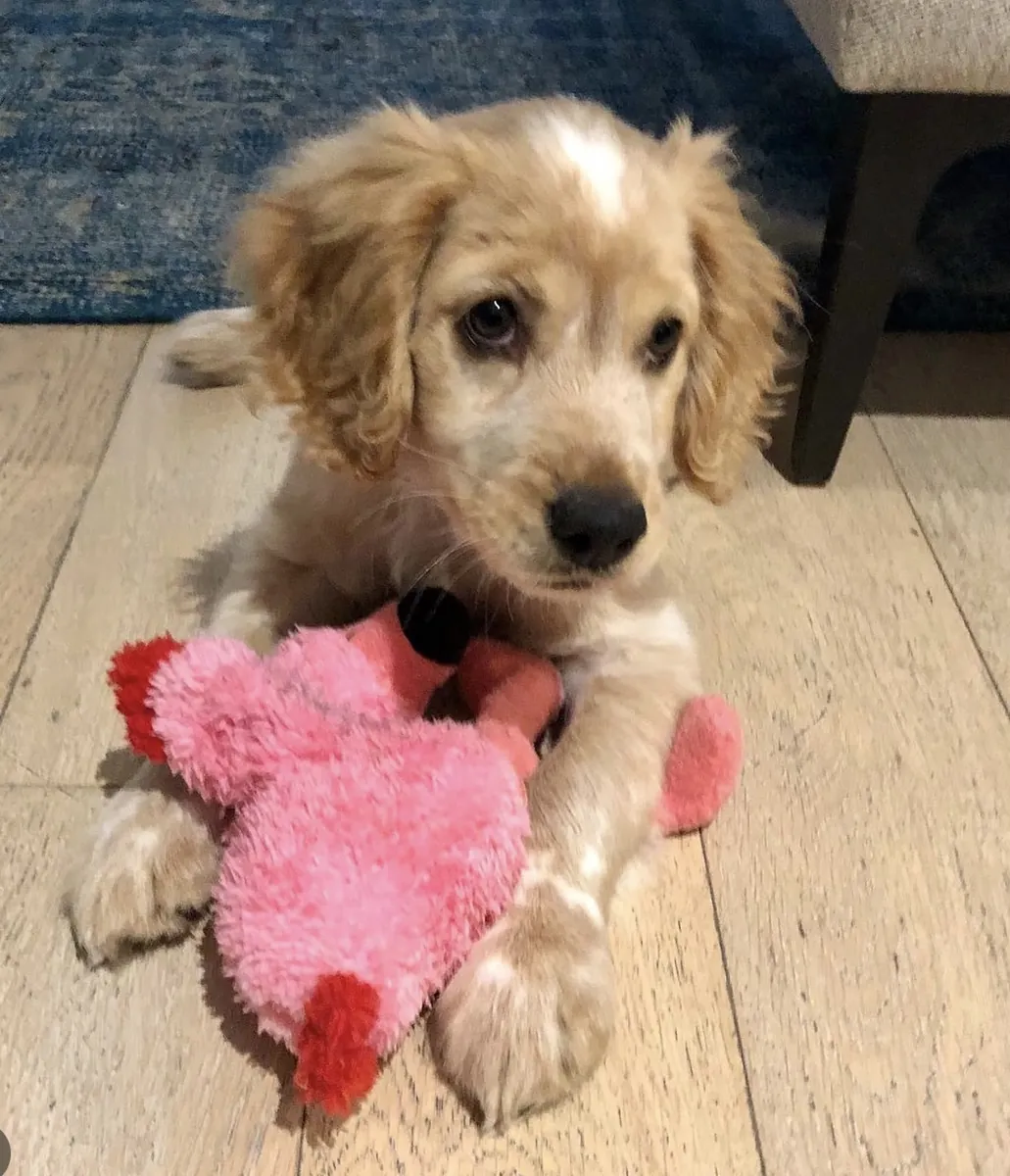 Evlat edinmek için sağlıklı Golden Retriever
