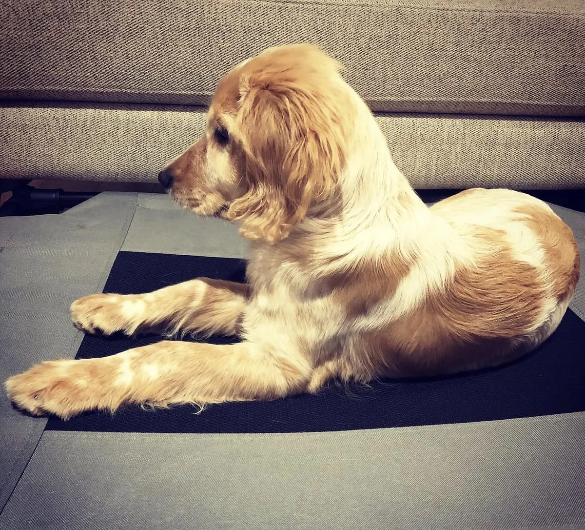 Evlat edinmek için sağlıklı Golden Retriever