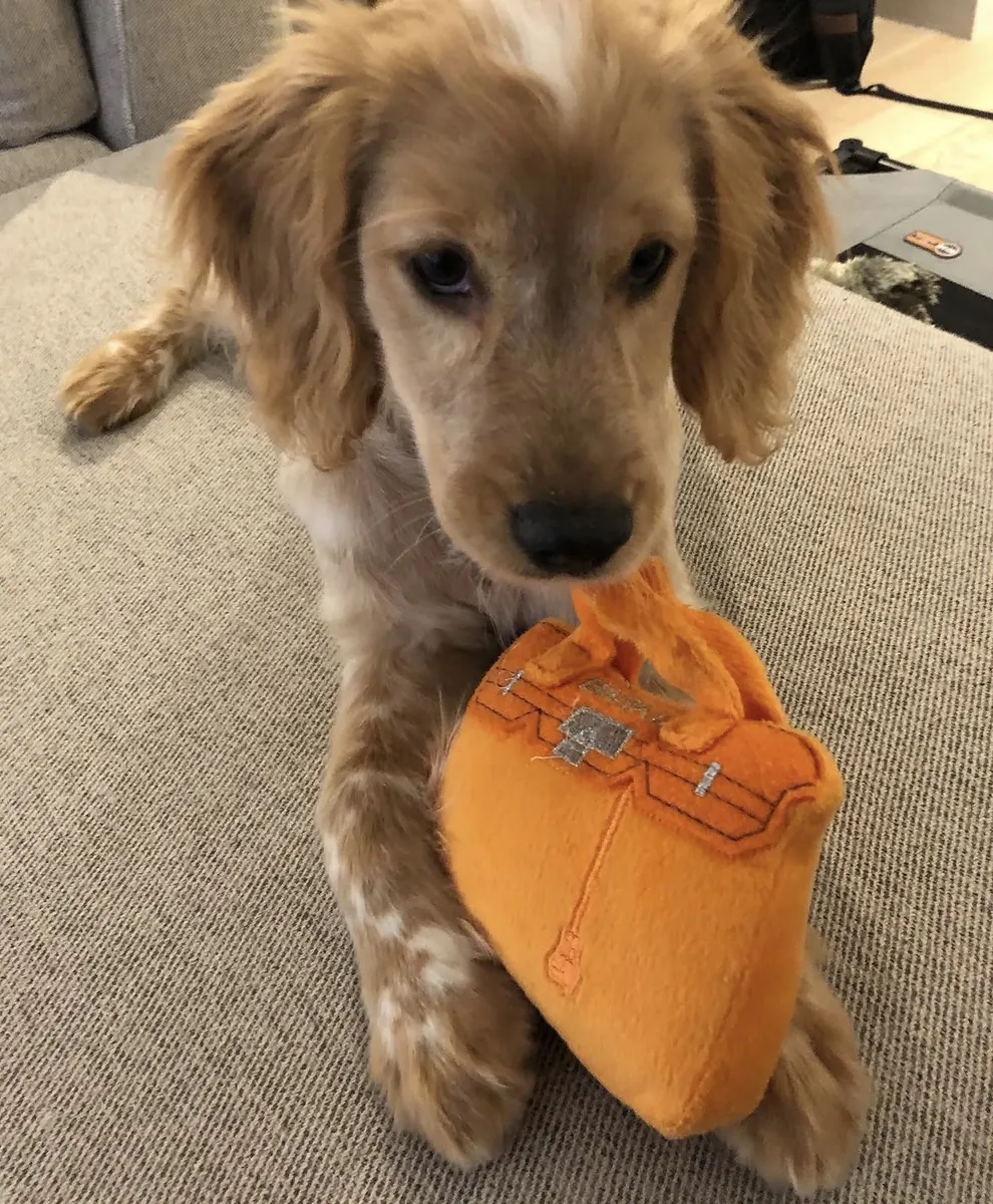 Evlat edinmek için sağlıklı Golden Retriever