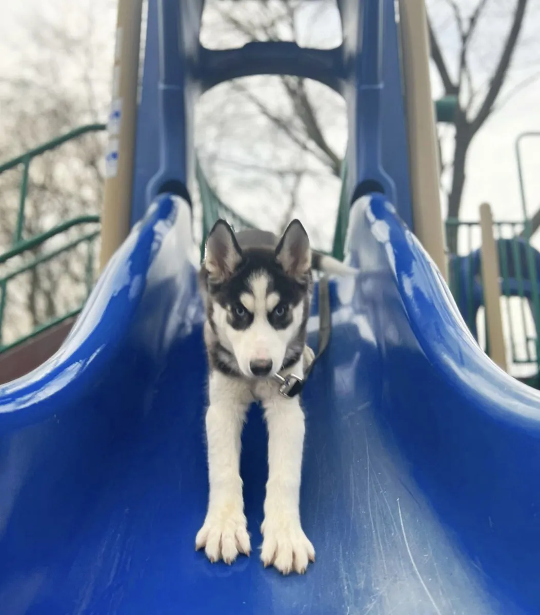 100% Sibirya husky yavruları