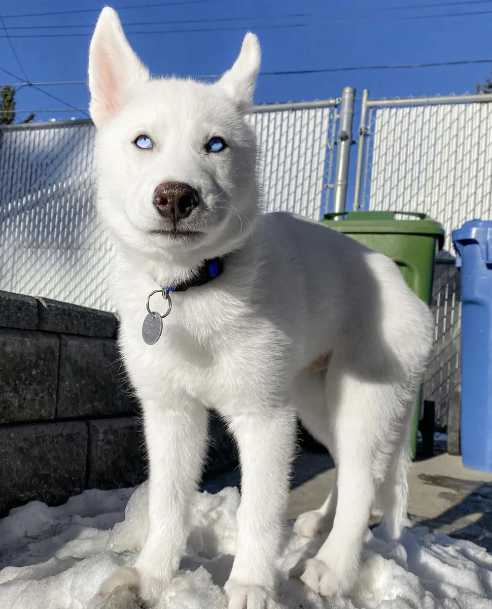 100% Sibirya husky yavruları