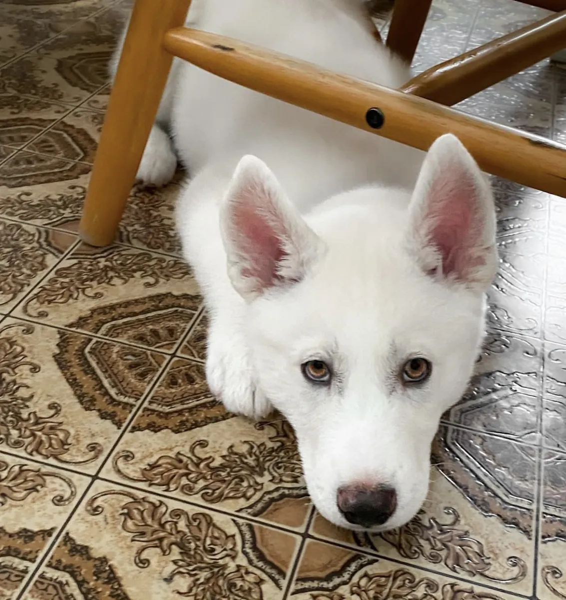 100% Sibirya husky yavruları