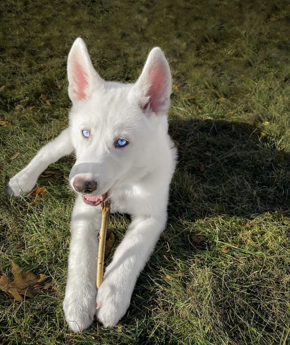 100% Sibirya husky yavruları