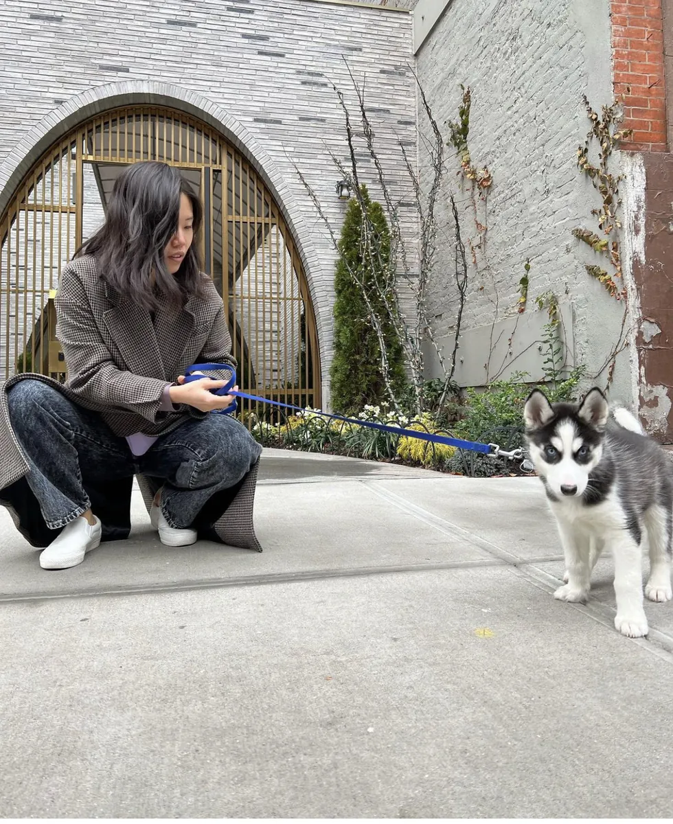 100% Sibirya husky yavruları