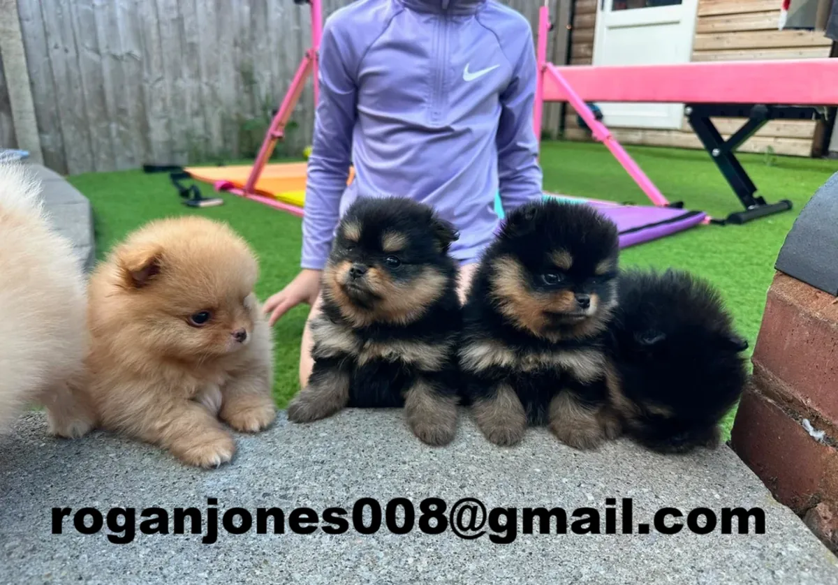 İyi eğitilmiş Pomeranian çift