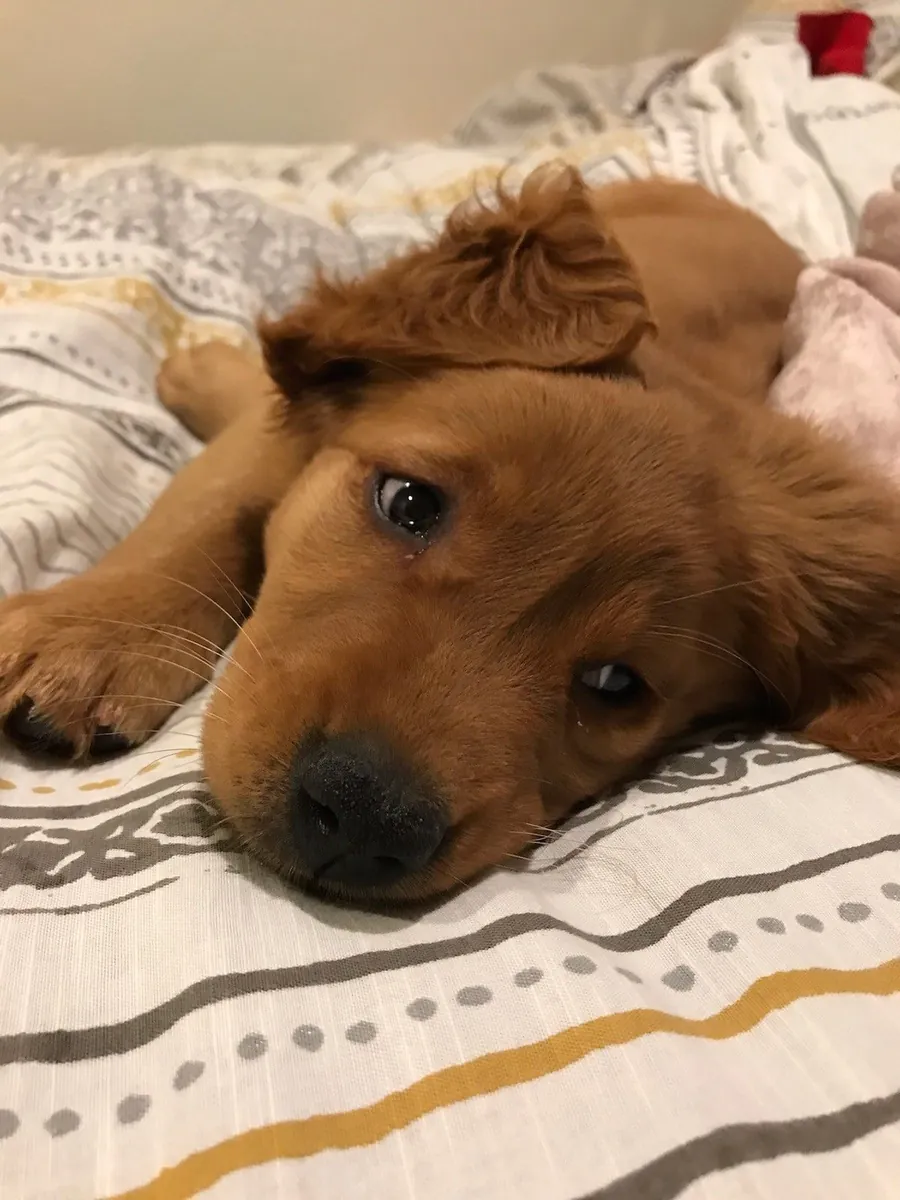 Mevcut muhteşem Golden Retriever yavruları