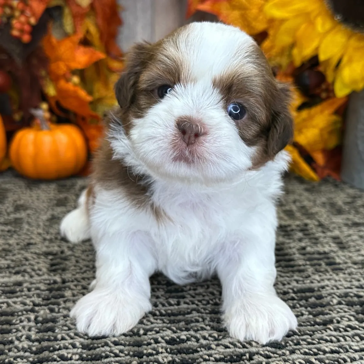 Hermosos cachorros Shih Tzu Imperial en adopción