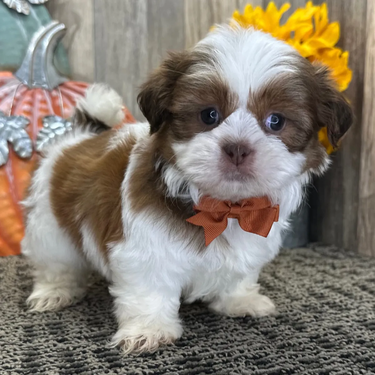 Hermosos cachorros Shih Tzu Imperial en adopción
