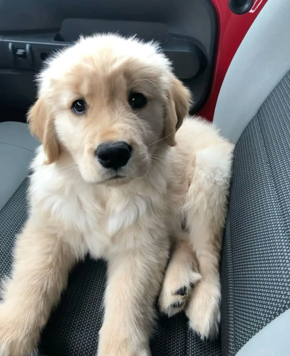 Beaux chiots Golden Retriever cherchent des propriétaires aimants