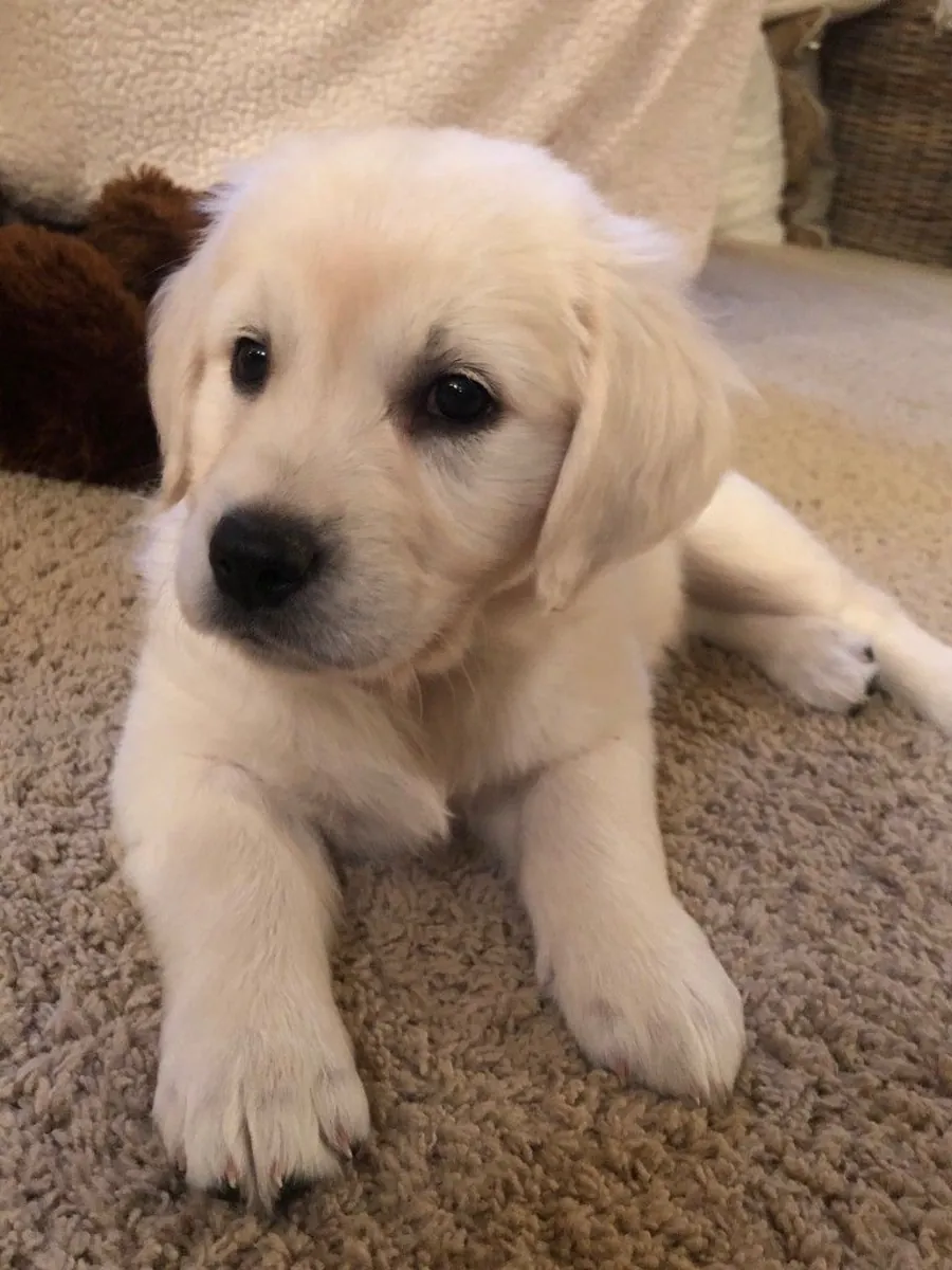 活泼个性的金毛寻回犬幼犬