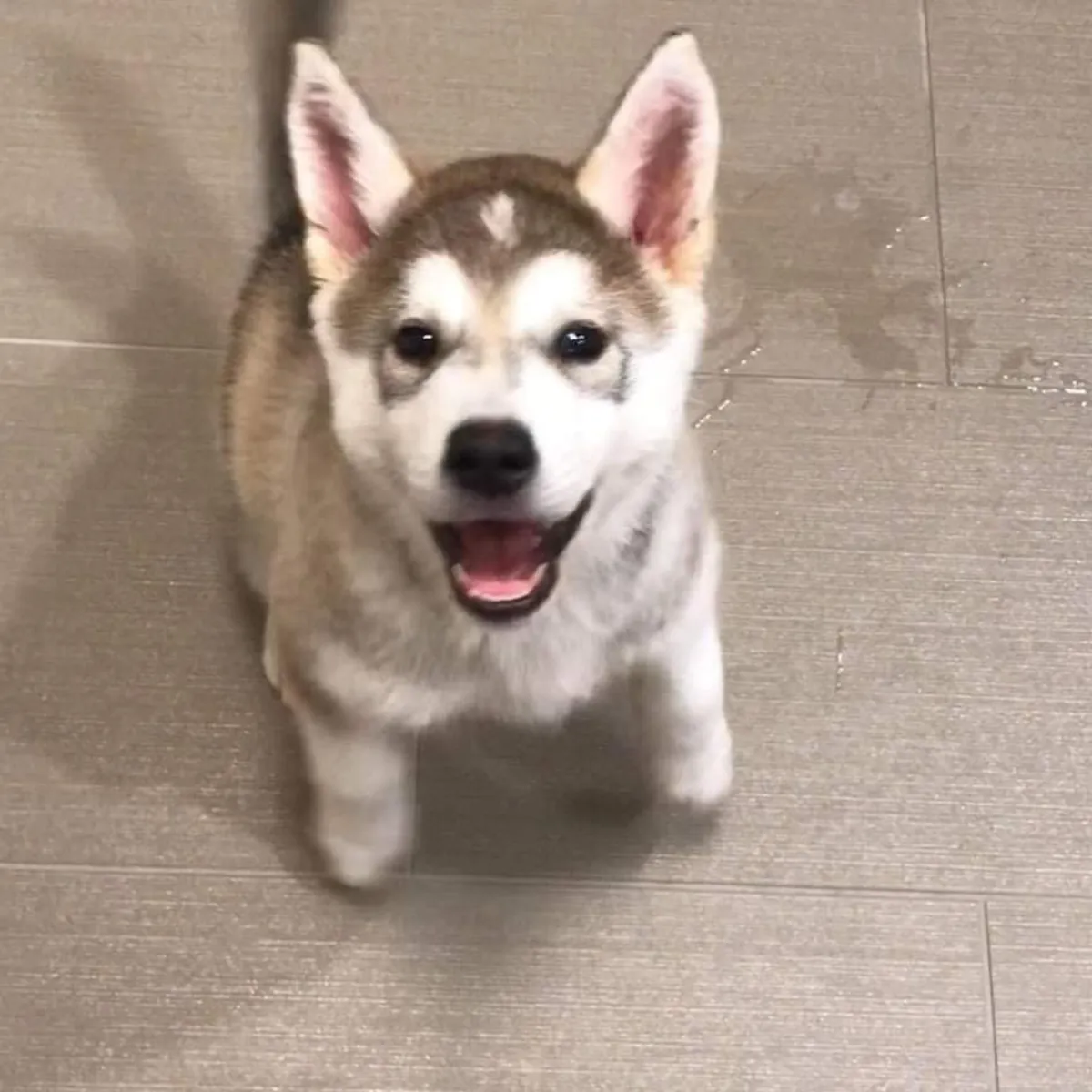 Verilecek yavru köpek