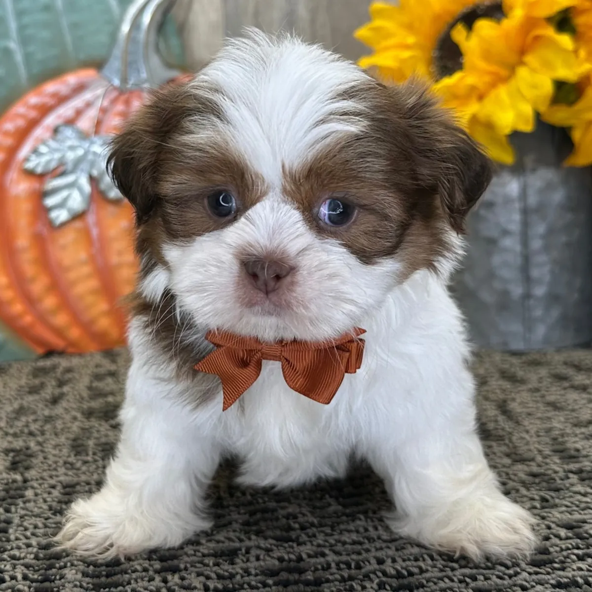 Beaux chiots Shih Tzu Impérial