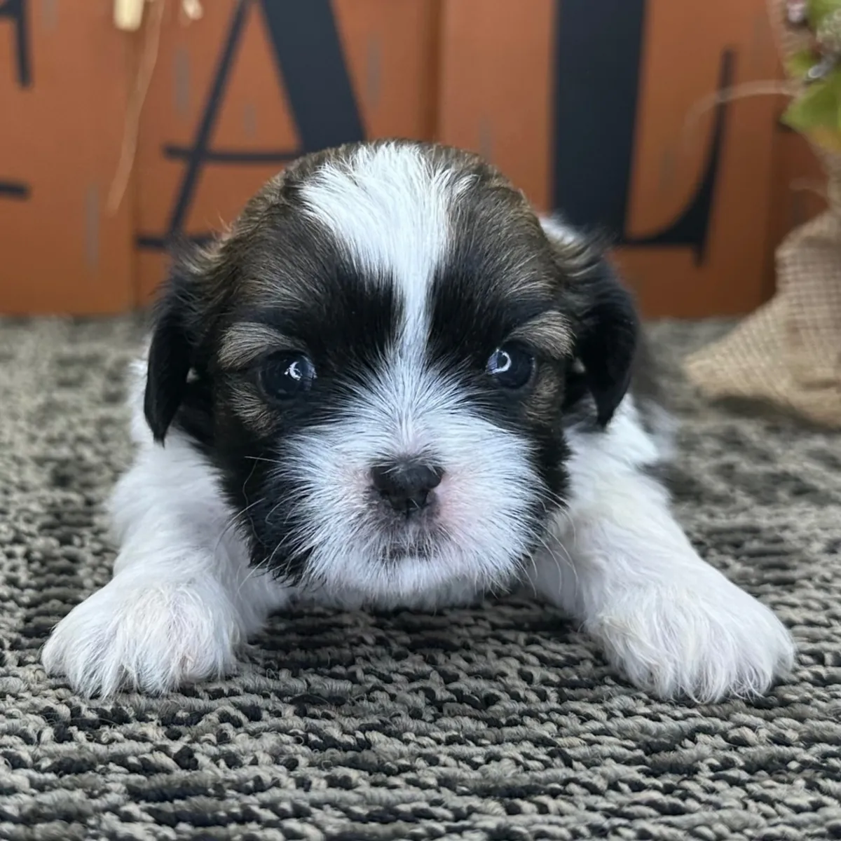 Chiot mâle Shih Tzu