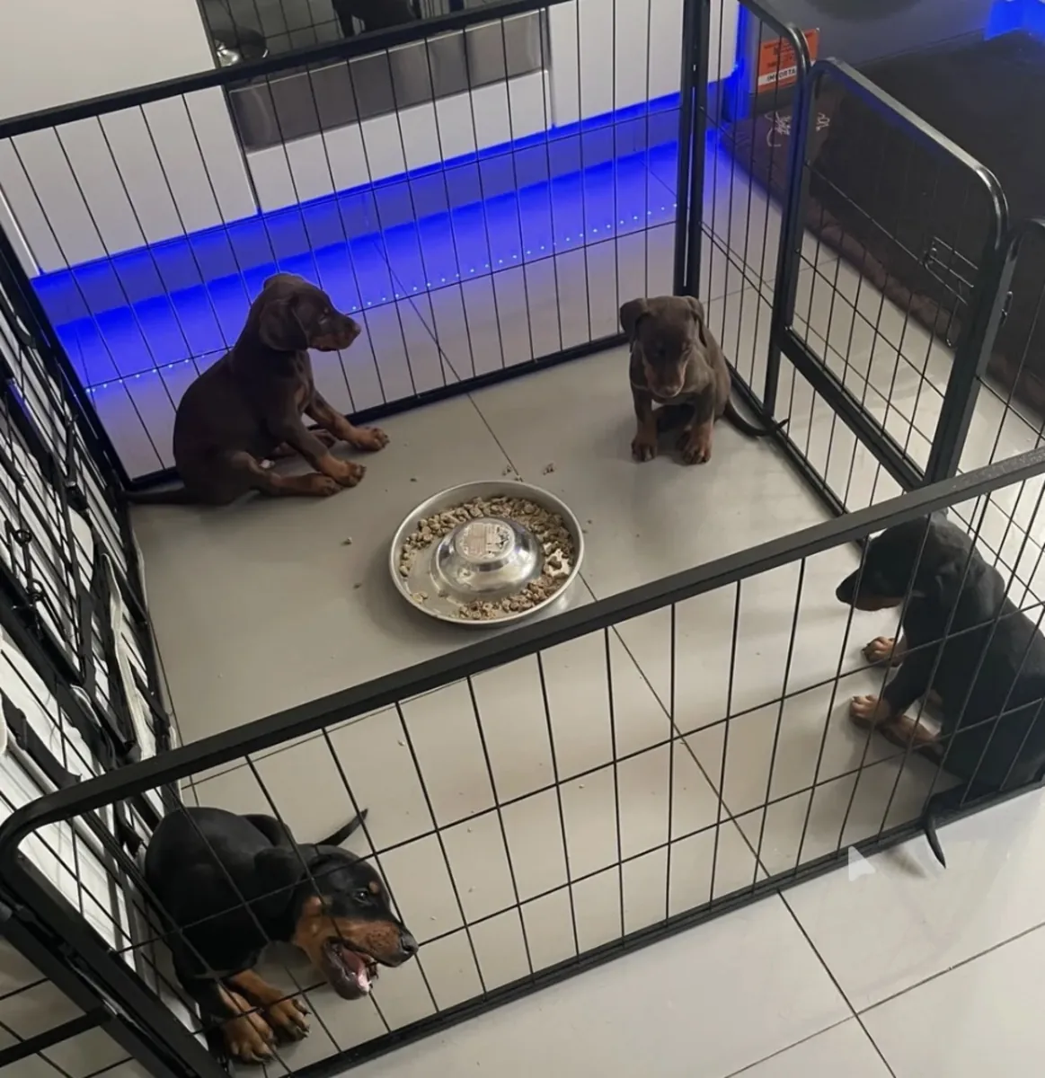 Cachorros Doberman