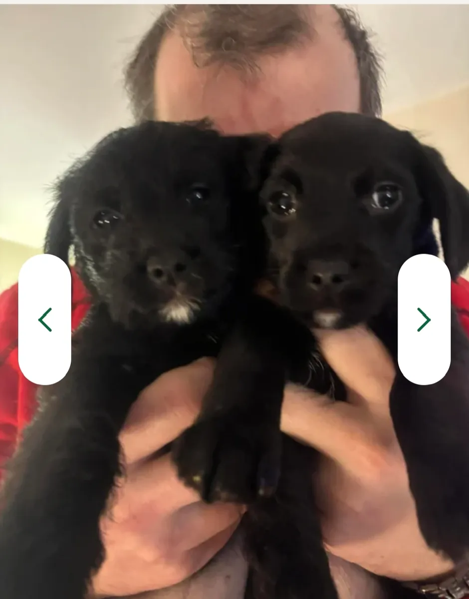 Caniche nain propre à adopter