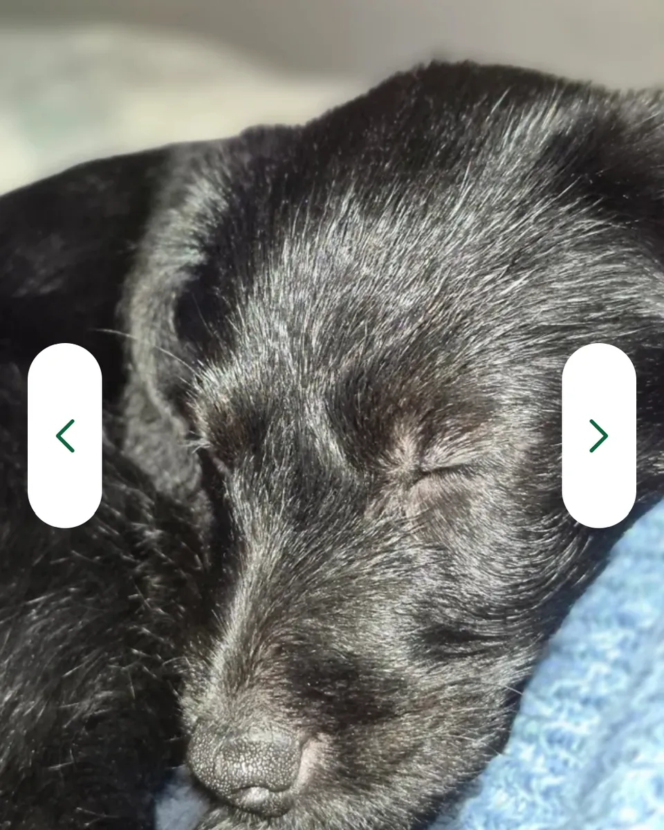 Caniche nain propre à adopter