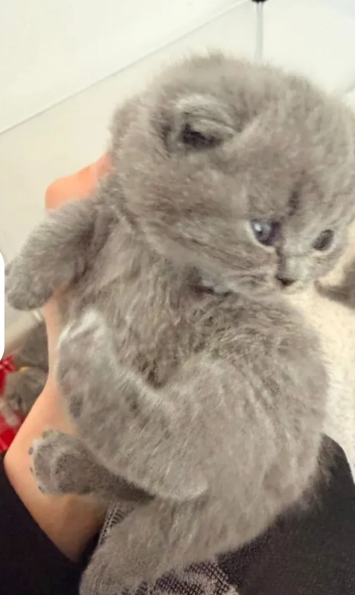 Предлагаются к усыновлению очаровательные котята британской короткошерстной породы.