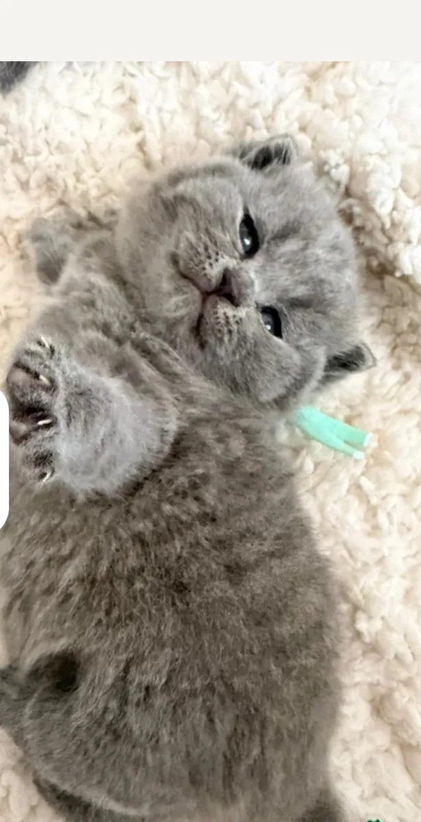 Предлагаются к усыновлению очаровательные котята британской короткошерстной породы.