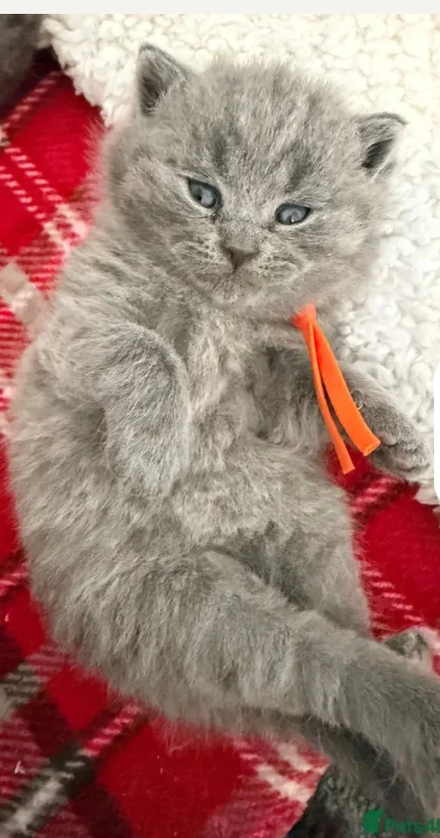 Предлагаются к усыновлению очаровательные котята британской короткошерстной породы.