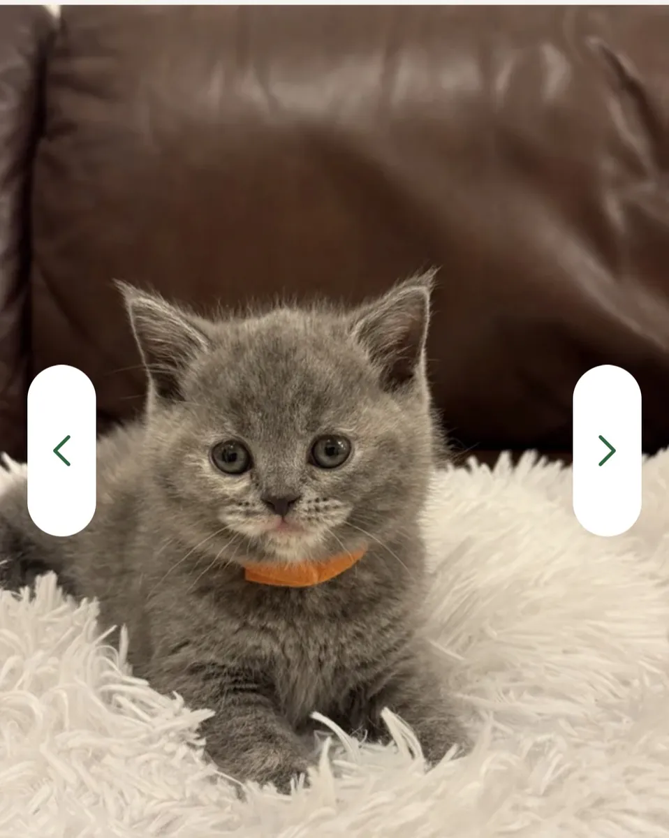 Nous sommes ravis de vous proposer une magnifique portée de chatons British Shorthair de pure race,
