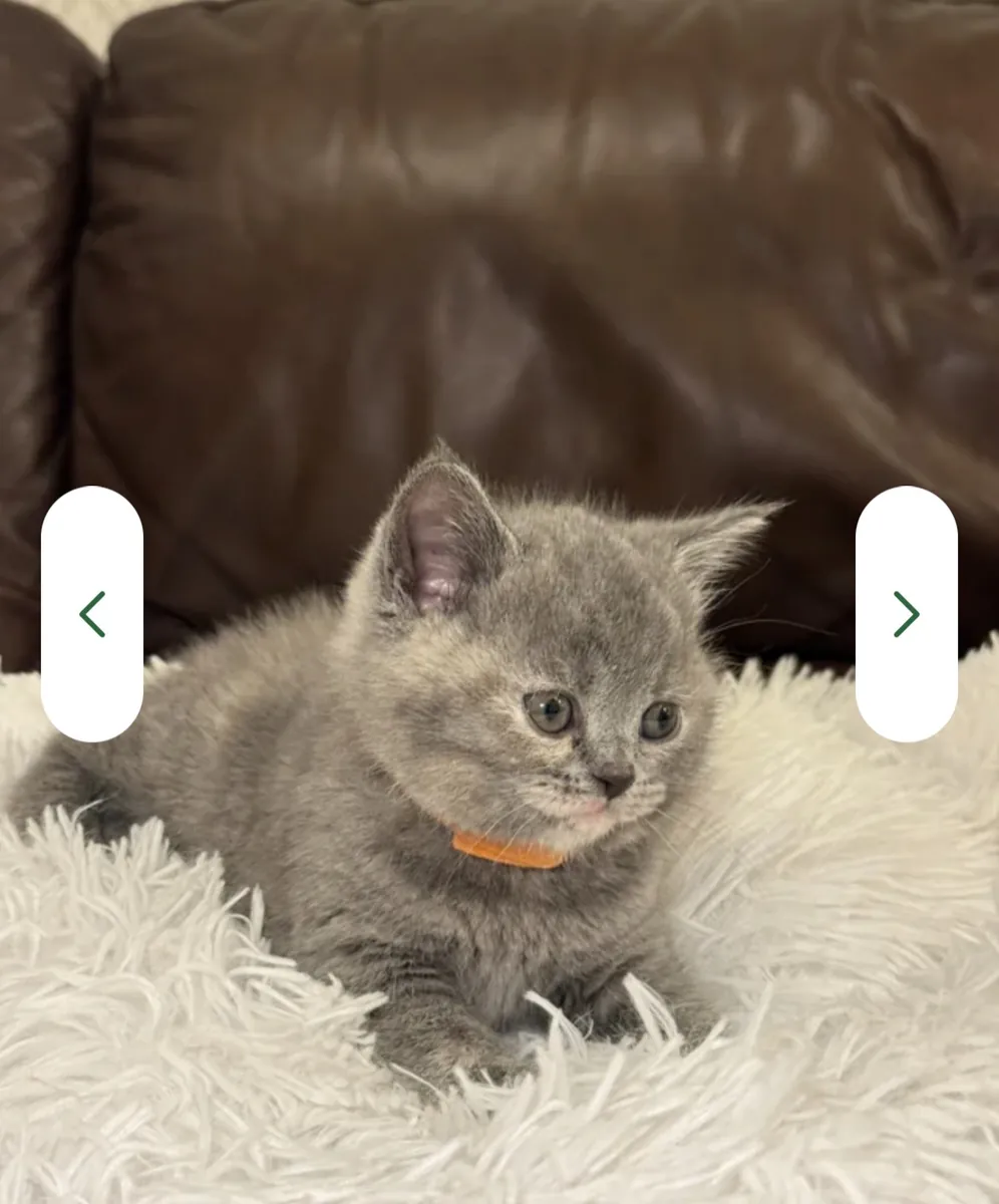 Nous sommes ravis de vous proposer une magnifique portée de chatons British Shorthair de pure race,