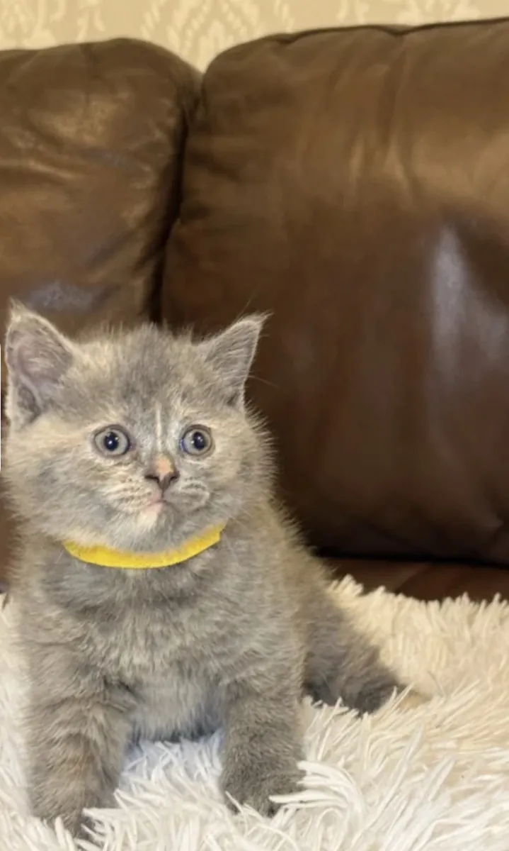 Nous sommes ravis de vous proposer une magnifique portée de chatons British Shorthair de pure race,