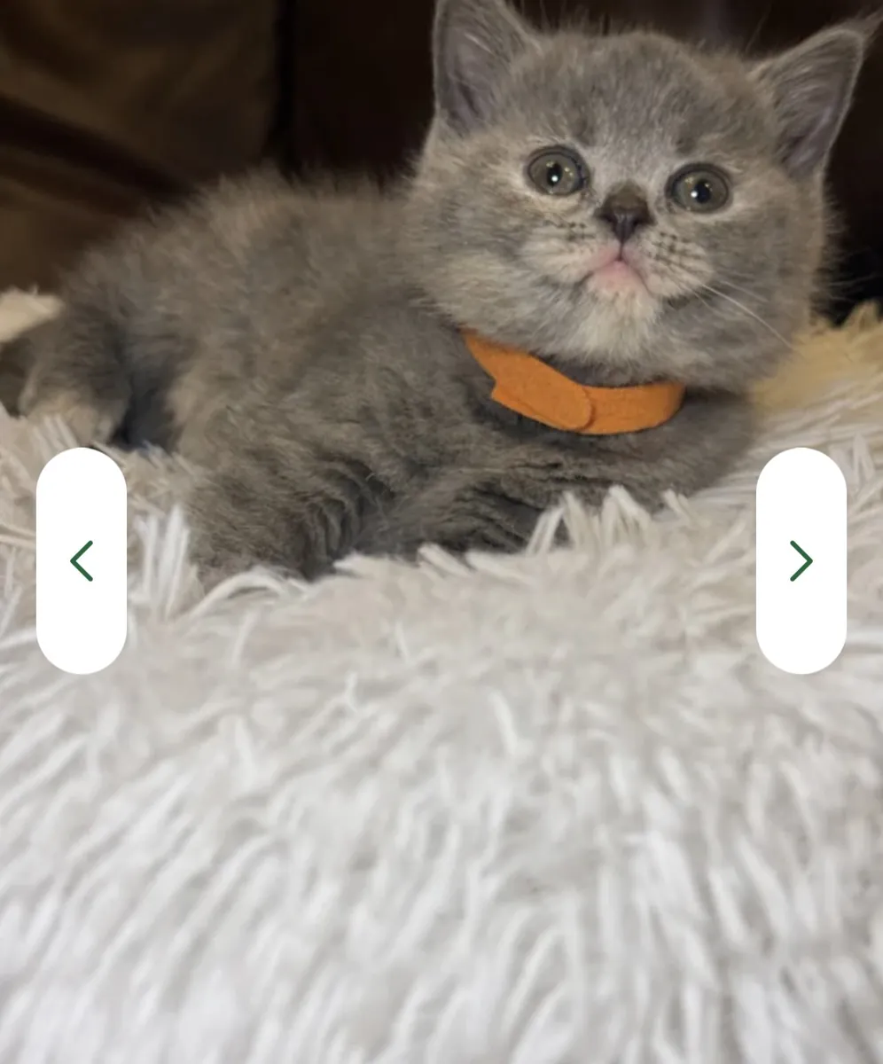 Nous sommes ravis de vous proposer une magnifique portée de chatons British Shorthair de pure race,