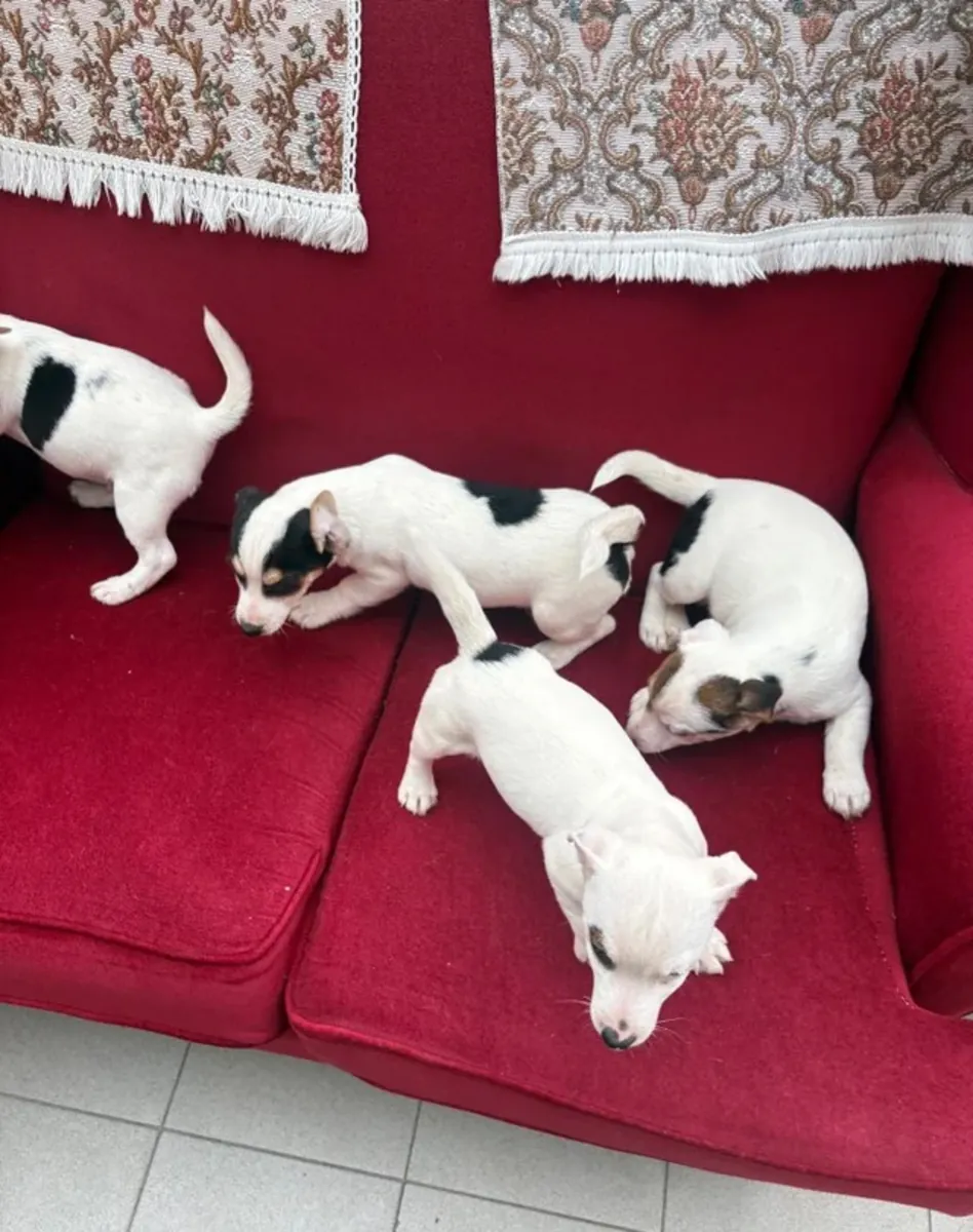 Cachorros Jack Russell