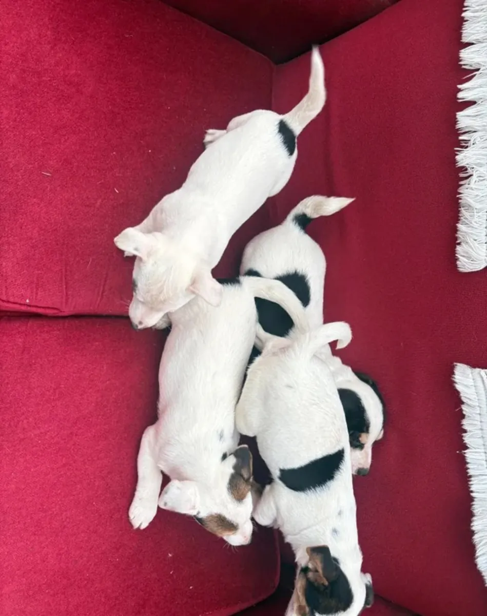 Cachorros Jack Russell