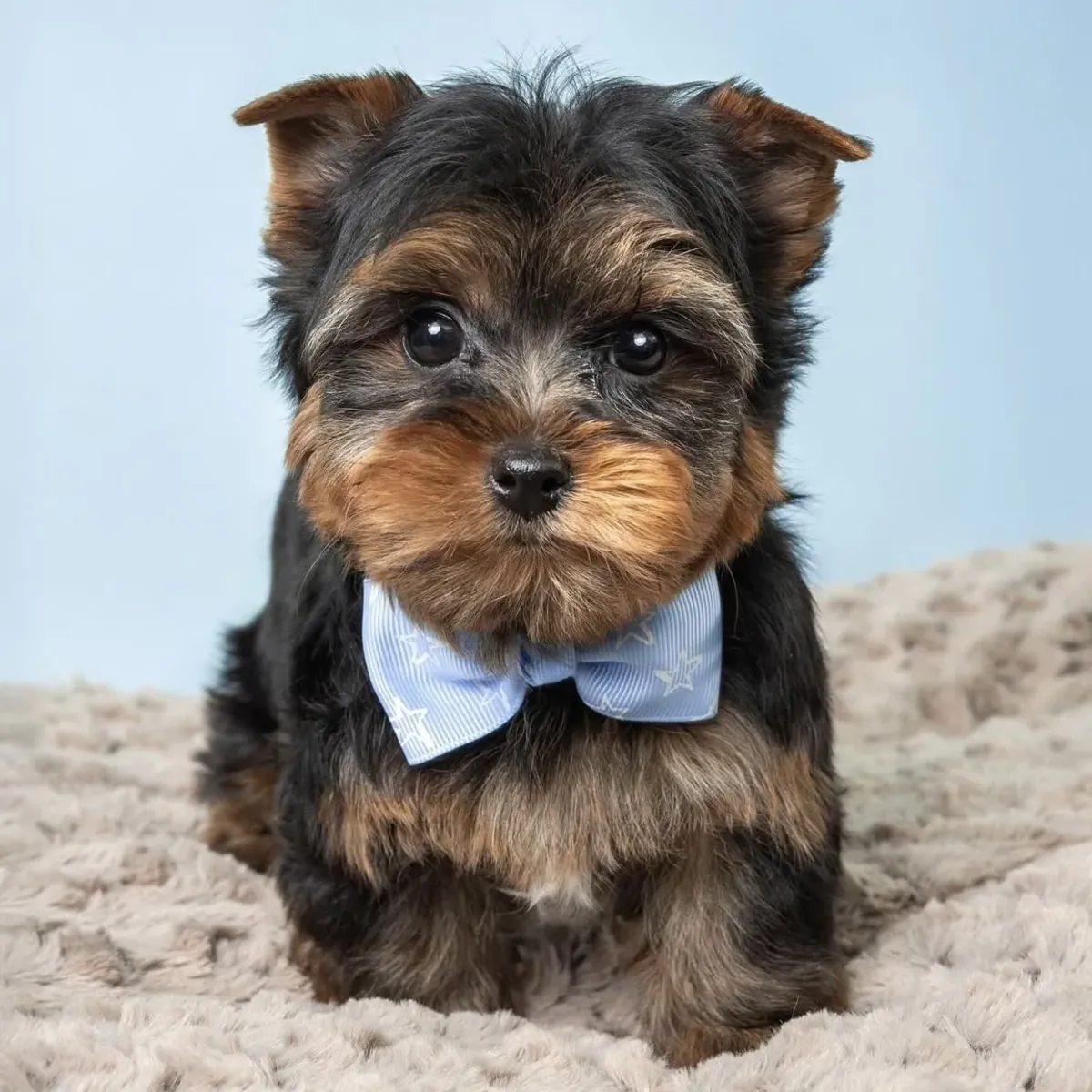 Two Adorable Yorkie Puppies for Sale