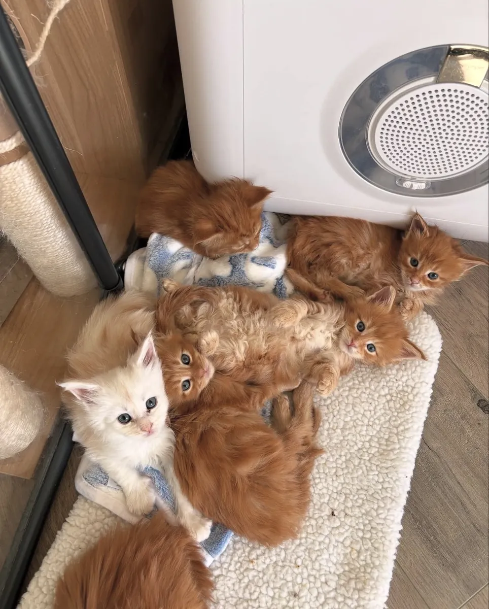 gatos Maine Coon