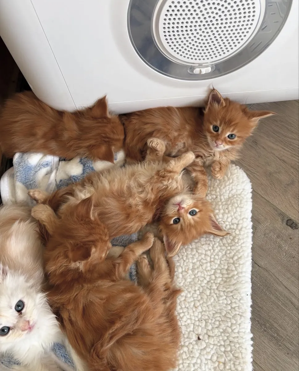 gatos Maine Coon