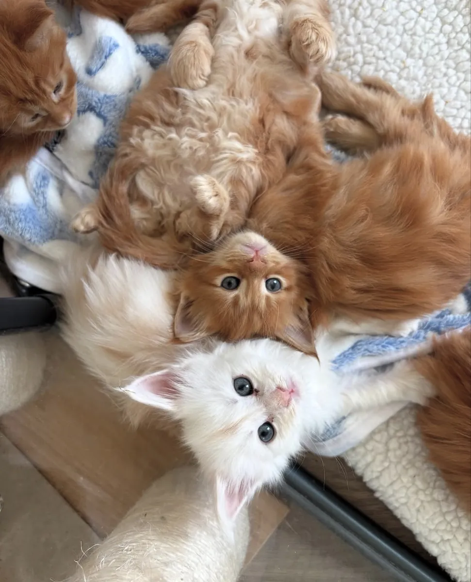gatos Maine Coon