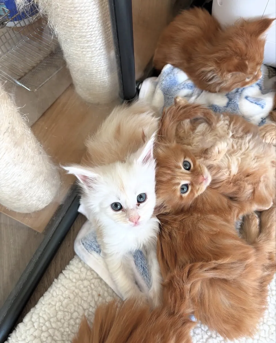 gatos Maine Coon