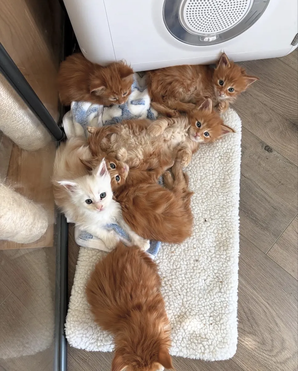 gatos Maine Coon