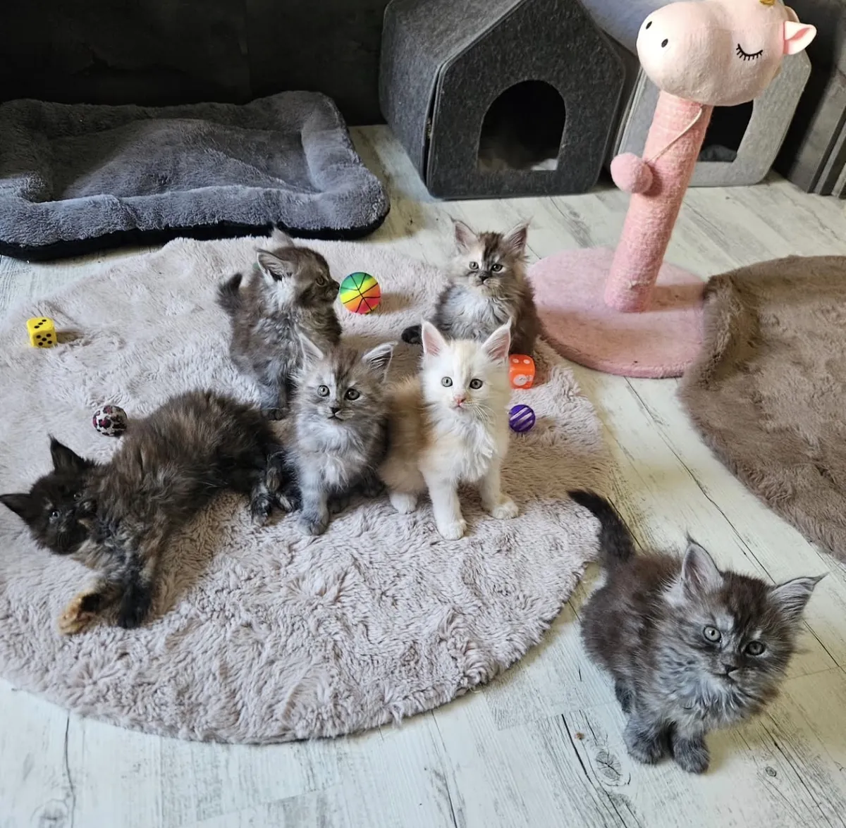 crías de Maine Coon