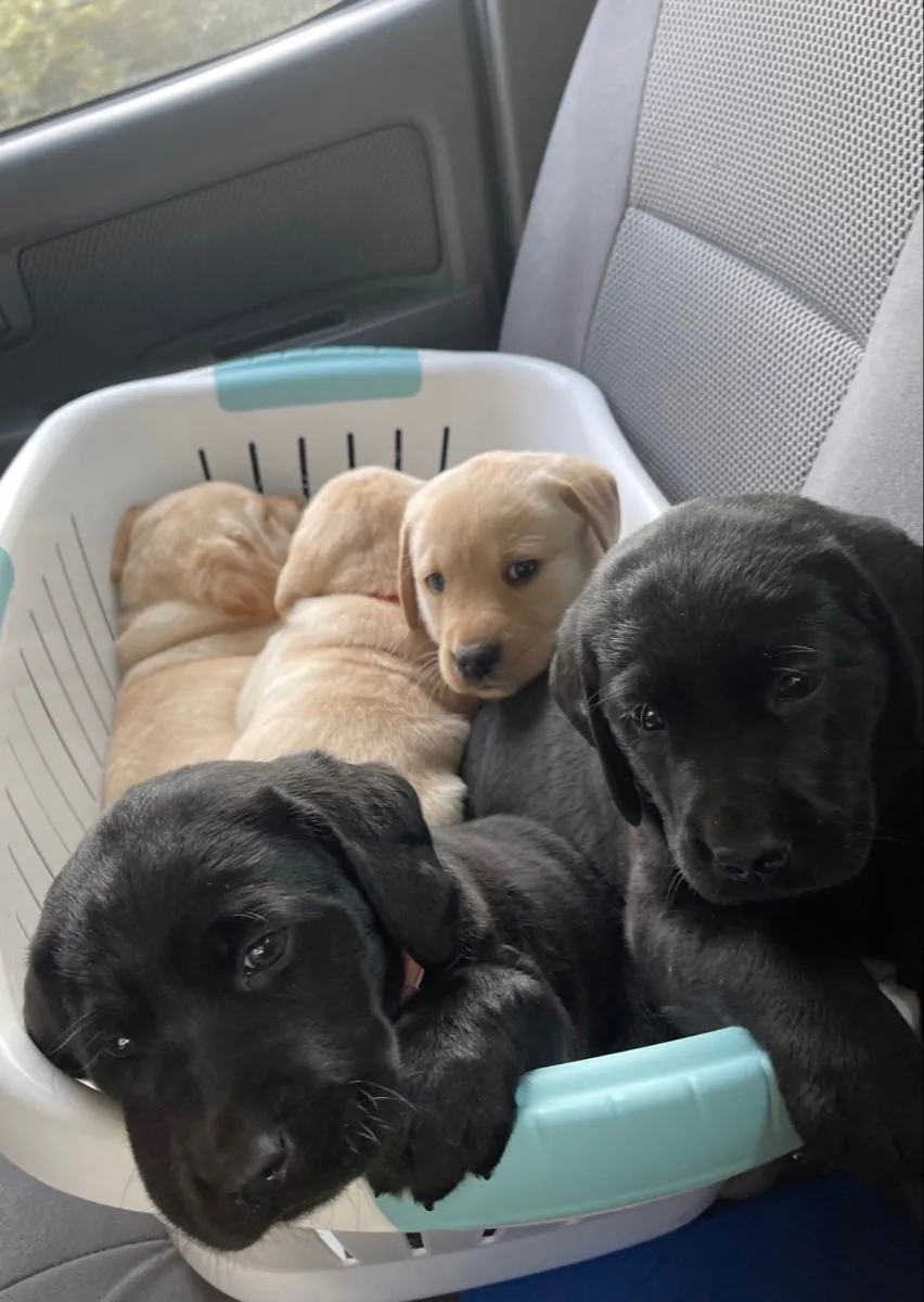 Encantadores Cachorros de Labrador Retriever Buscan un Hogar para Siempre