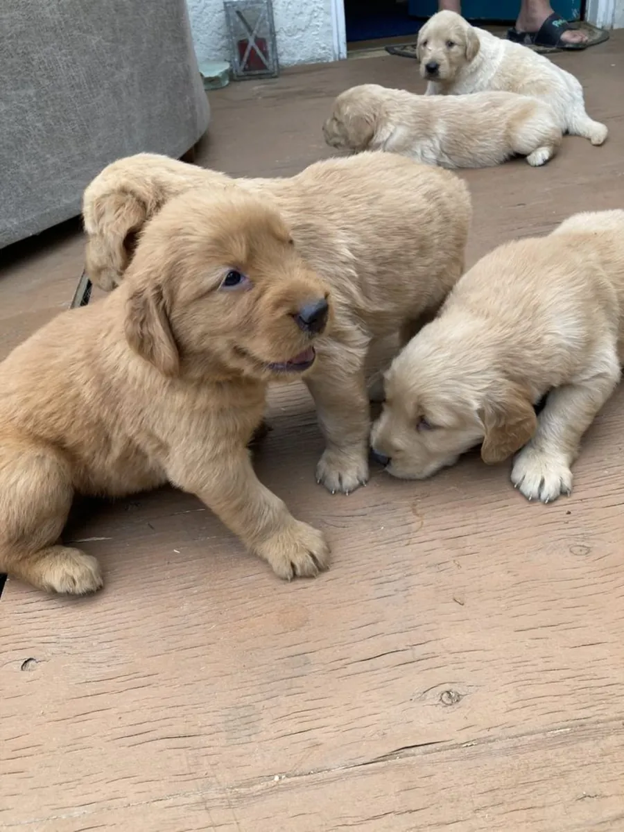 健康的金毛寻回犬幼犬寻找家庭