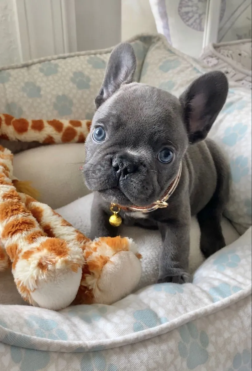 Preciosos Cachorros de Bulldog Francés Buscan Familias