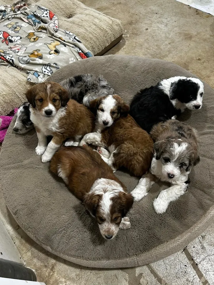 Juguetones Cachorros de Pastor Australiano Buscan Hogar