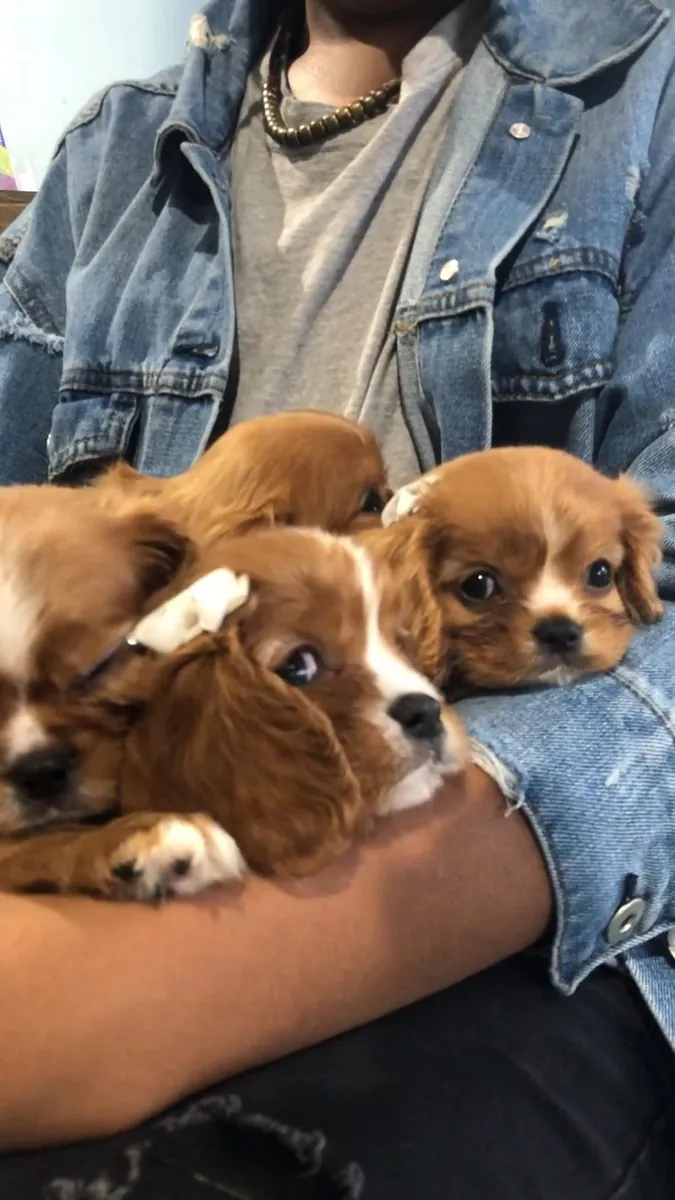 Adorables Cachorros de Cavalier Listos para Nuevos Hogares