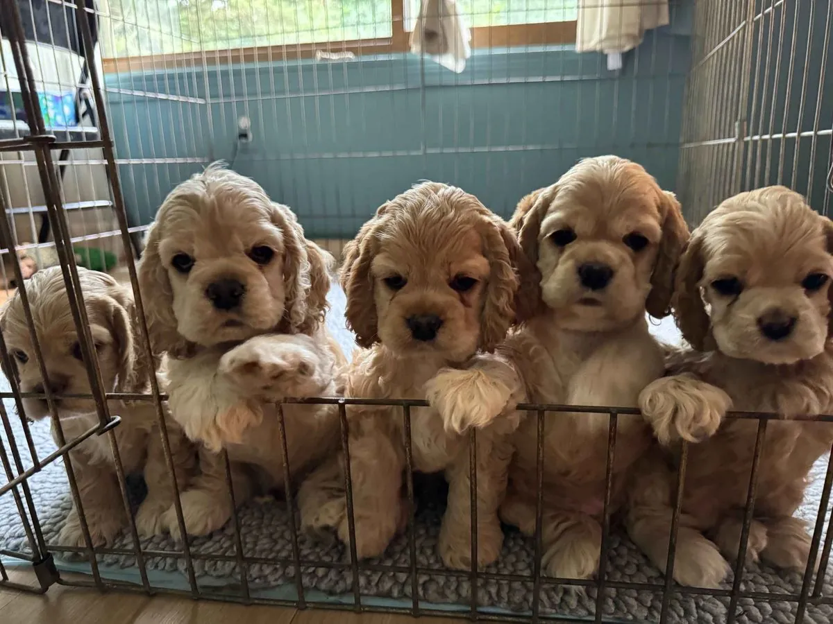 Encantadores Cachorros de Cocker Spaniel Buscan Familias