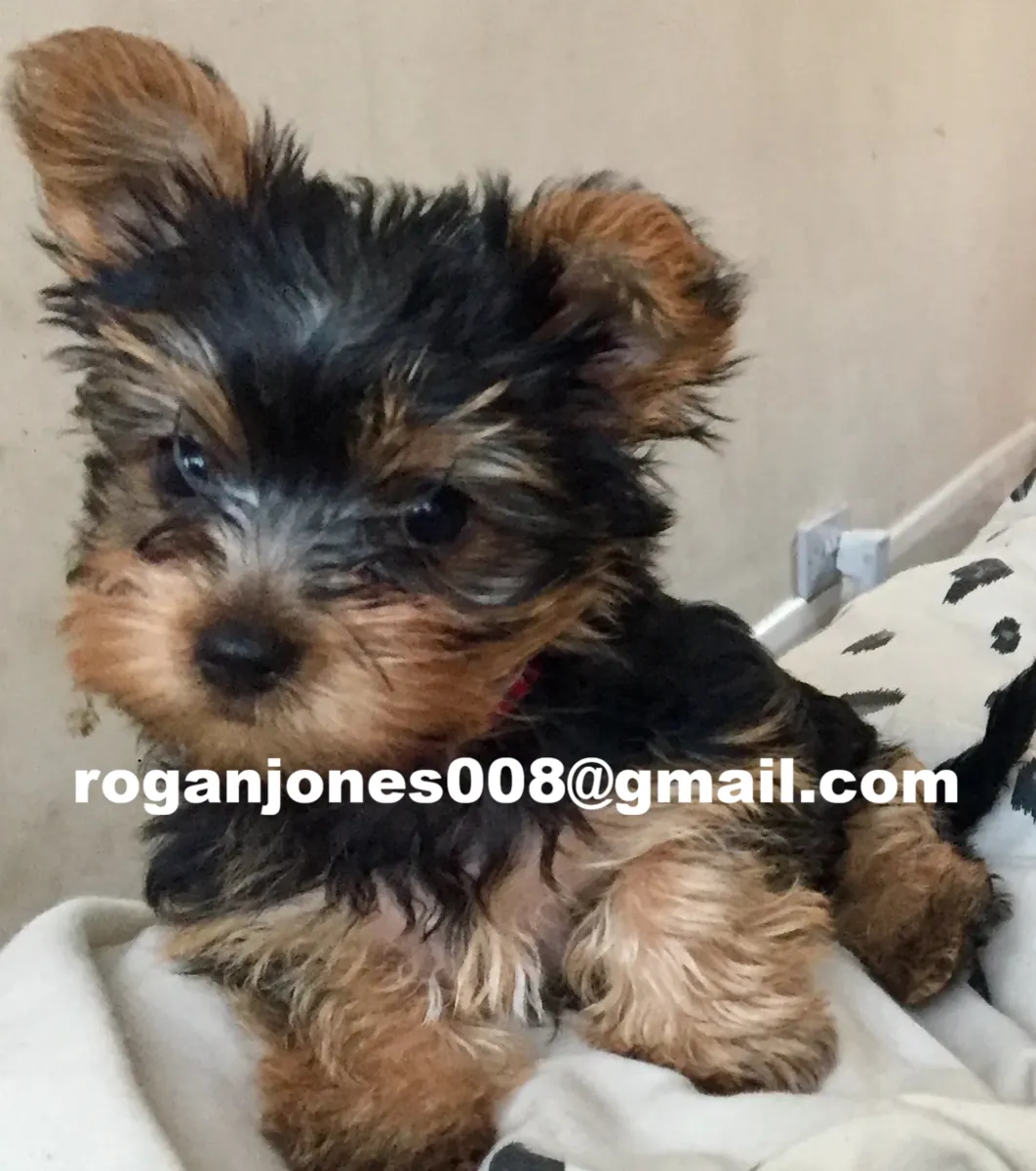 Cachorros de Yorkshire Terrier (registrados en el AKC)