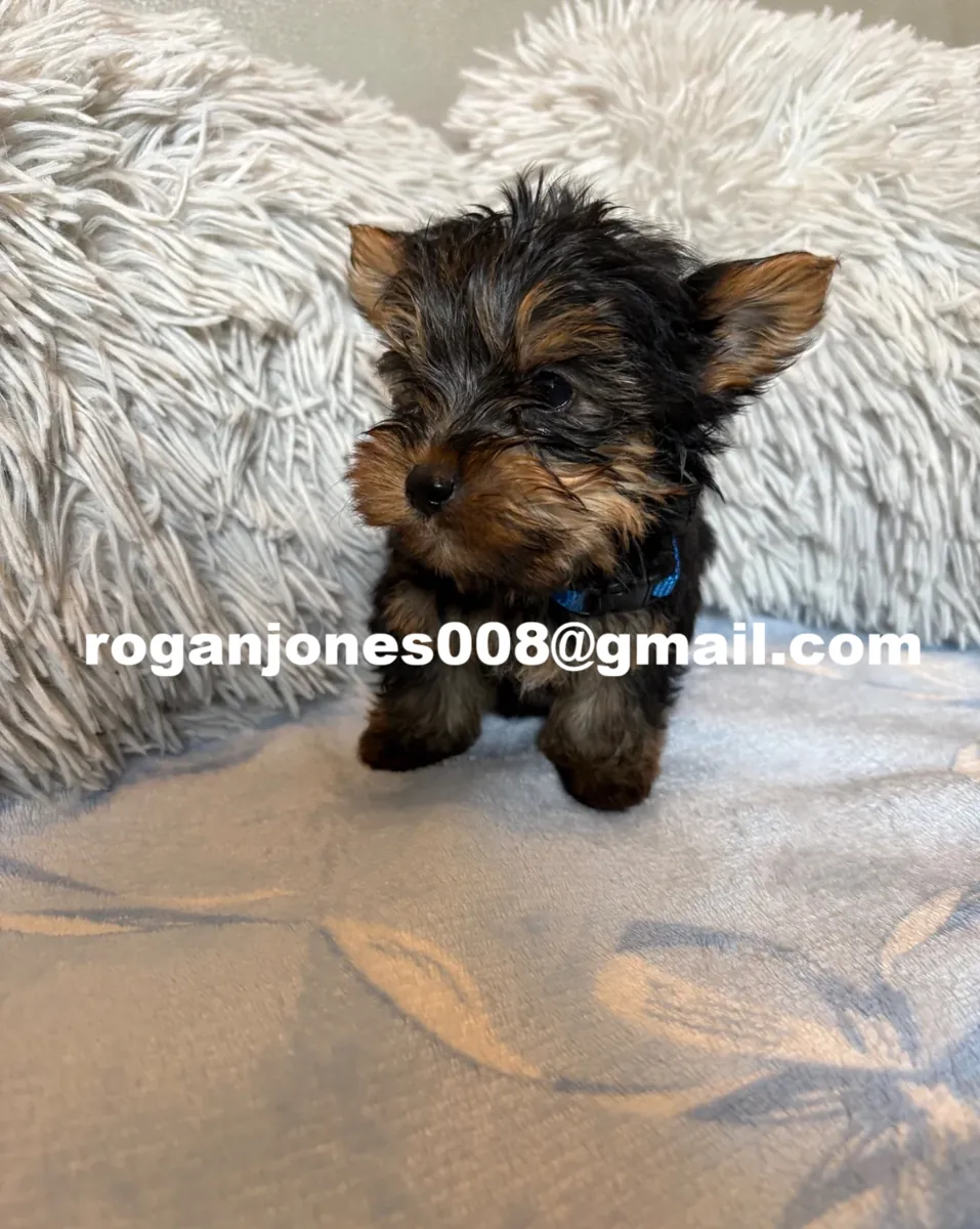 Harika Yorkshire Terrier yavruları