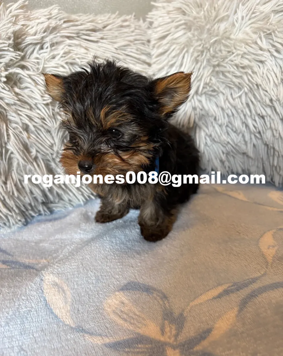 Harika Teacup Yorkshire Terrier yavruları