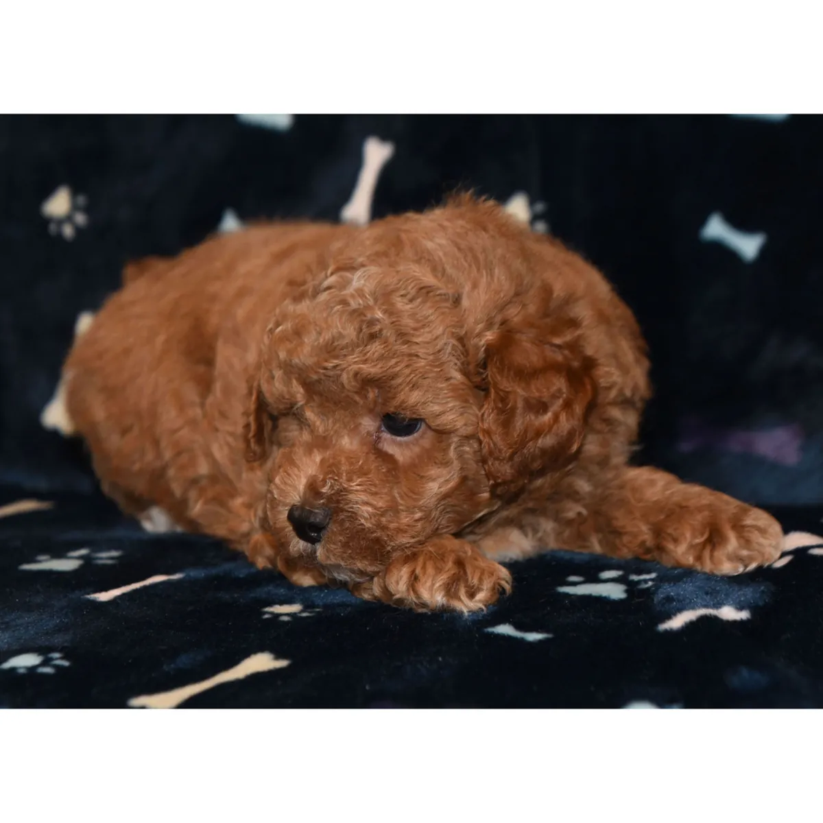 Cachorra de Caniche Toy 250,00