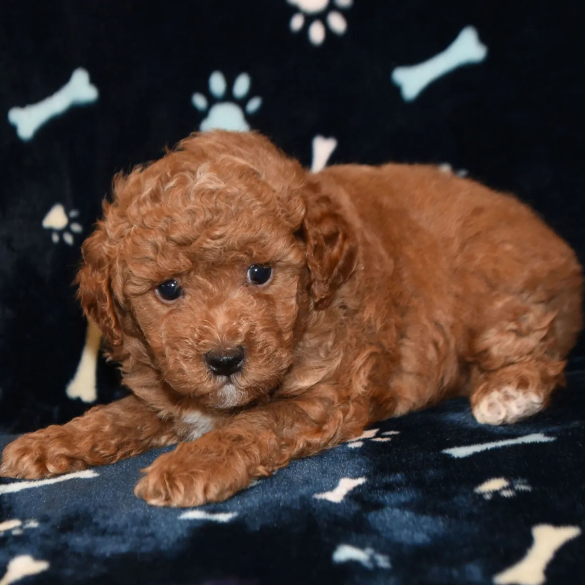 标准贵宾犬幼犬