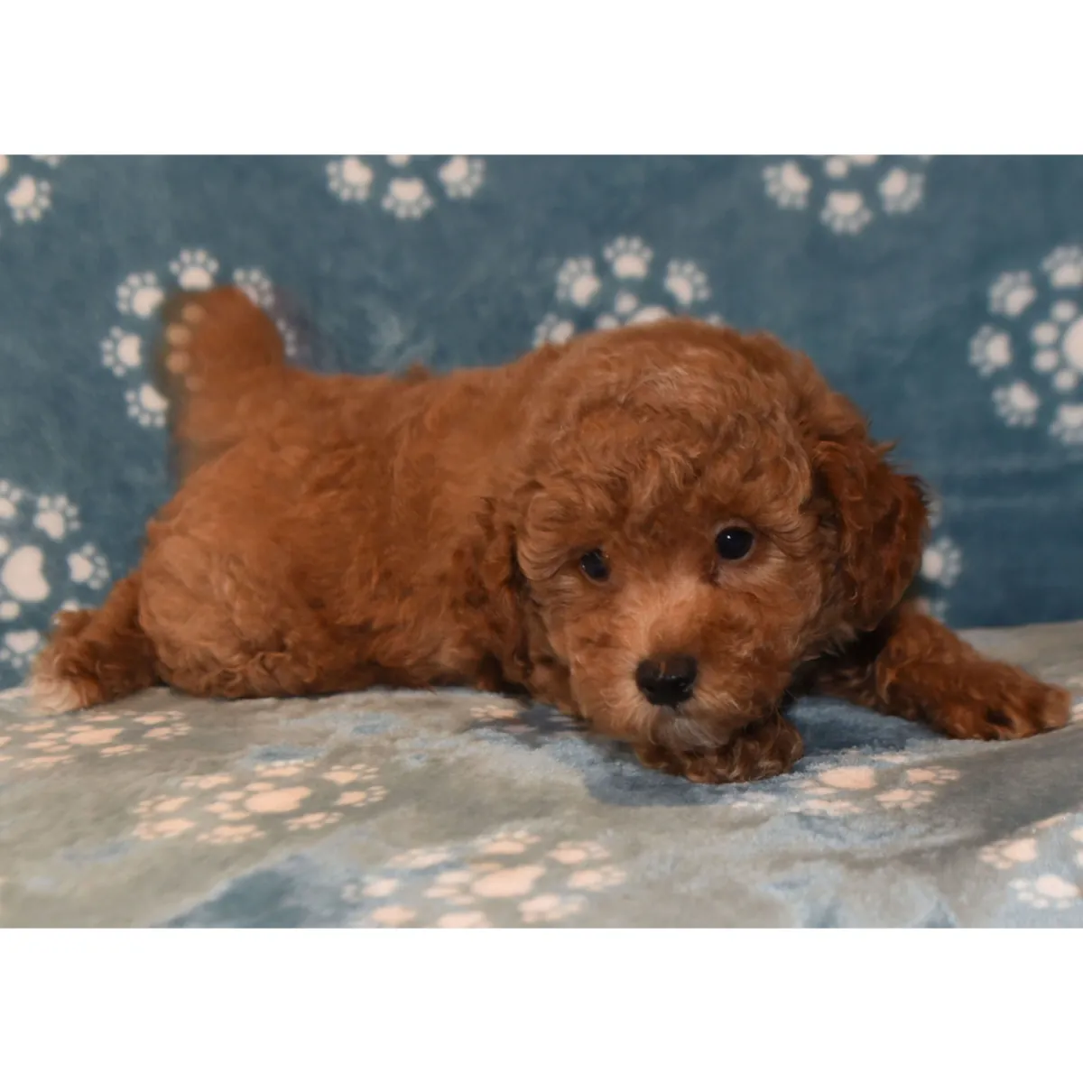 Adorable caniche toy