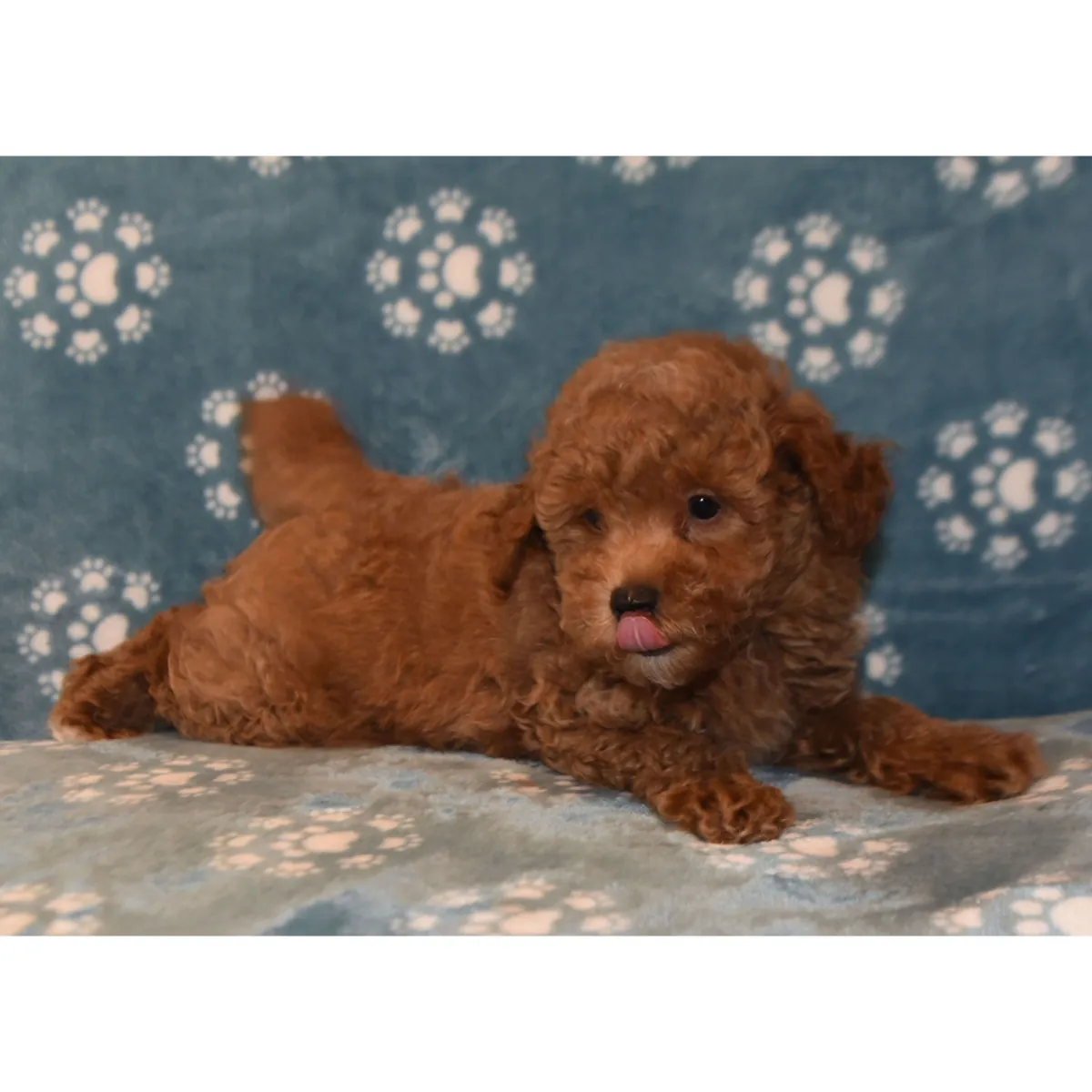 Adorable caniche toy